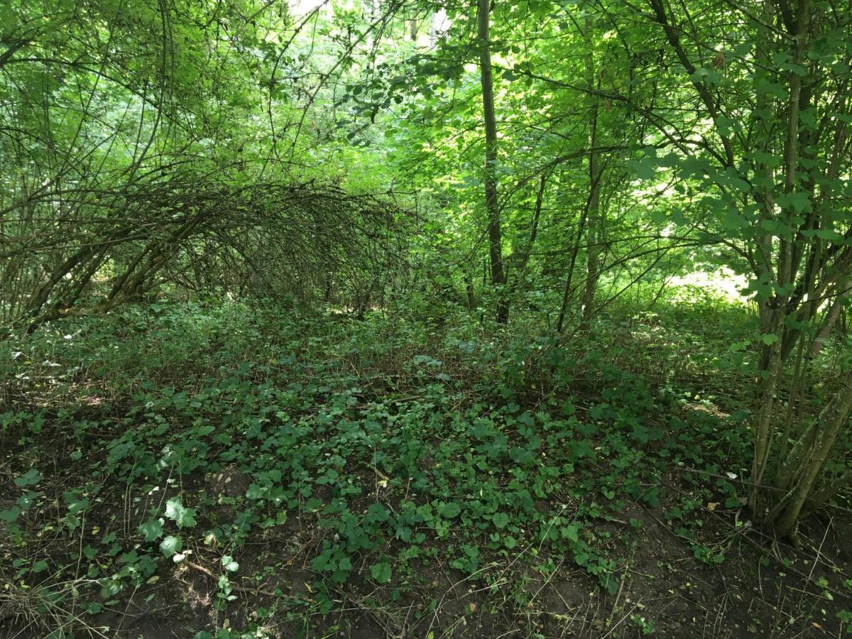 Un Coin De Foret Courmas Exteriér fotografie